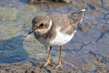 Little ringed plover (Charadrius dubius) in marshel emporda catalonia girona spain