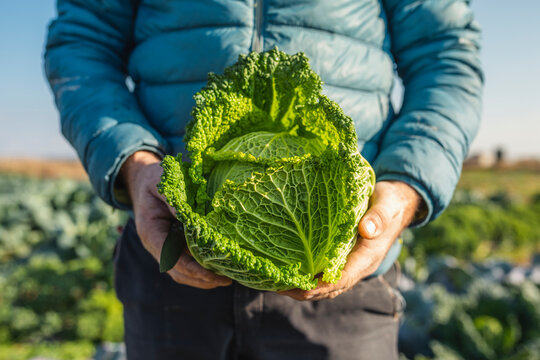 A man ecofarmer working