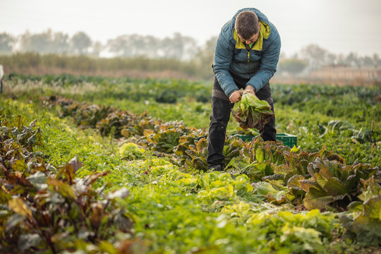 A man ecofarmer working