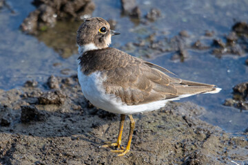 Little ringed plover (Charadrius dubius) in marshel emporda catalonia girona spain