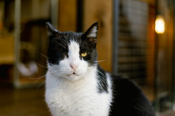 One-eyed cat, Tel Aviv, Israel
