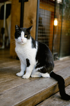 One-eyed cat, Tel Aviv, Israel