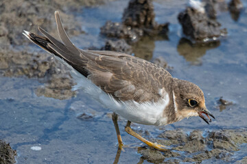 Little ringed plover (Charadrius dubius) in marshel emporda catalonia girona spain