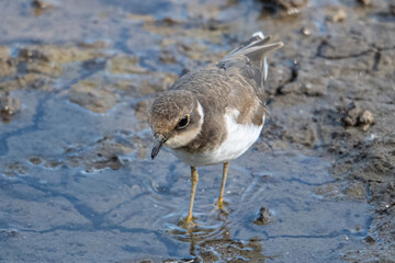 Little ringed plover (Charadrius dubius) in marshel emporda catalonia girona spain