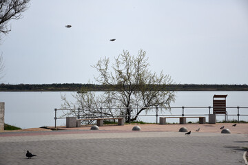 Pigeons landing on the embankment