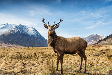 A majestic red deer stag with the snow capped mountains of Glen Etive in the background.