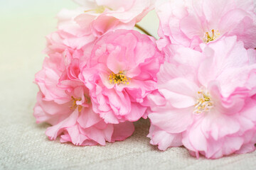 Fototapeta na wymiar Pink cherry blossom. Beautiful spring flowers. Closeup