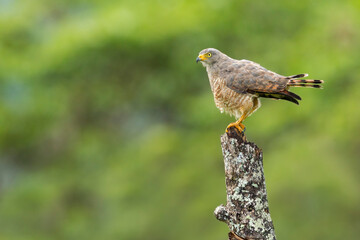 Road-side Hawk