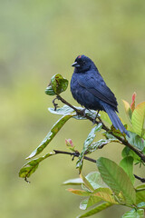 Ruby-crowned Tanager