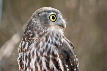 this is a close up of a barking owl