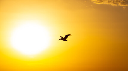 Fototapeta na wymiar silhouette of a bird flying in front of the sun during sunset