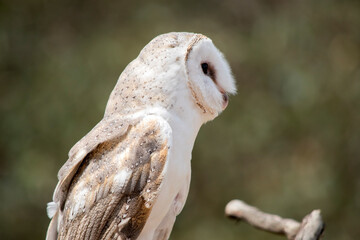 this is a side view of a barn owl