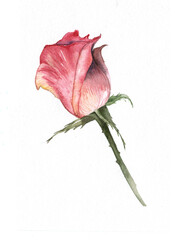 Watercolor illustration of isolated red pink rose flower bud. Hand painted romantic greeting cards design.