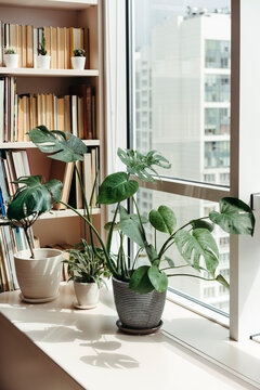 Indoor plants by window indoor.