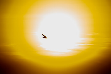 silhouette of a bird flying in front of the sun during sunset