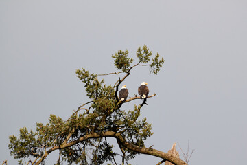 Two Eagles Perching