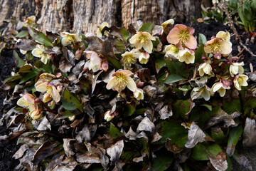 Hellebore Flowers