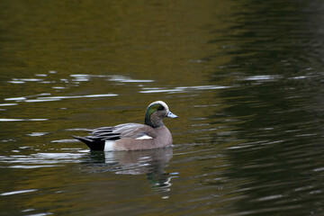Male American Wigeon Swimming