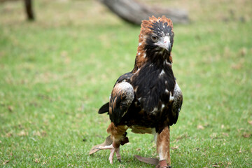 the black breasted buzzard is walking on grass