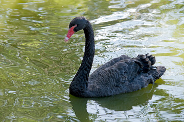 the black swan is swimming in the lake