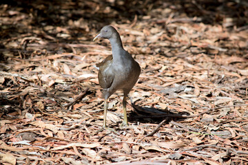 the bush hen is walking through the forest floor