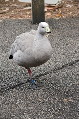the cape barren duck is standing on one leg