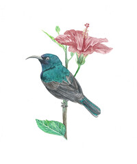 Sunbird
Ilustración en Acuarela profesional realizada con “L' Aquarelle” Sennelier.
Papel Canson de grano satinado, 300 gramos, 100% algodón y libre de ácidos