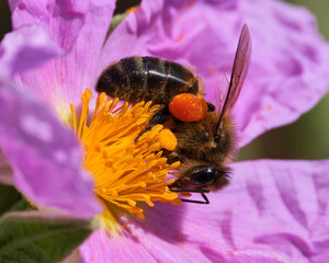 bee on flower