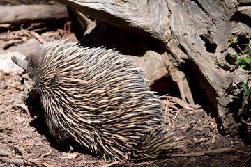 the short nosed echidna is smelling the air in an attempt to find food
