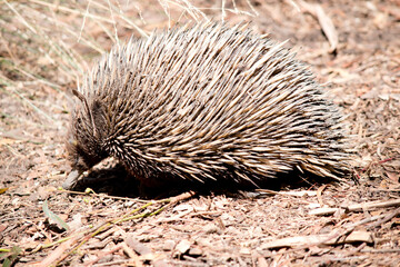 this is the side view of a short nosed echnidna