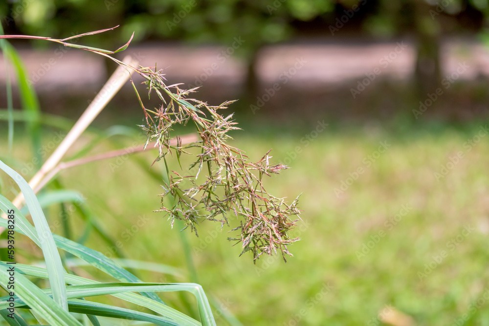 Canvas Prints flower lemongrass plants are planted in large cement pots, this plant is widely used as a spice in c