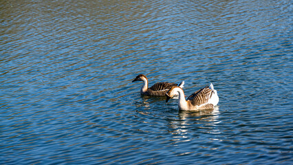 wild goose swimming in water