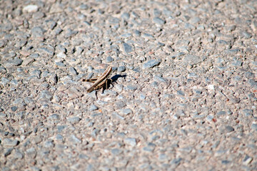 the grasshopper is on the ground looking for food