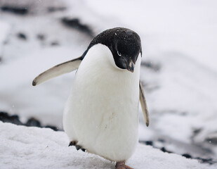 Adelie Penguin on the ice in Antarctica