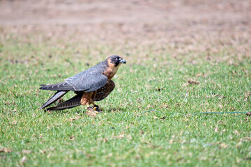 hobby falcon, falcon, Australia, beak, bird, brown, rufous, grey, close-up, fast, majestic, native, close up, raptor, outdoor, brown feathers, brown, claws, white chin, feathers, plumage