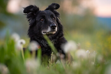 Fototapeta premium the serenity of a farm dog