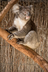 the koala is climbing a tree
