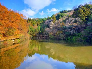 Fototapeta na wymiar 日本の和歌山県の観光地、「道の駅 四季の郷公園」 FOOD HUNTER PARKにあるため池と紅葉した木々と青空が美しい秋の自然風景（コピースペースあり）