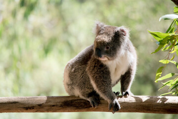 the koala is climbing on a tree branch