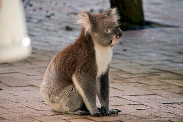 the koala is sitting on bricks
