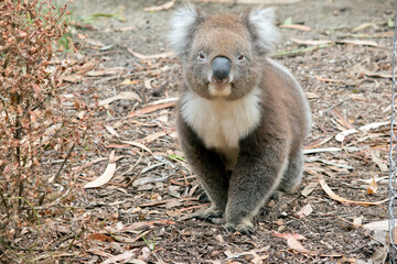 the koala is walking between trees looking for food