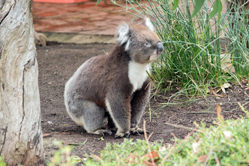 the koala is walking betwen trees looking for food