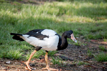 this is a side view of a magpie goose