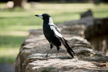 this is a side view of a magpie on a wall