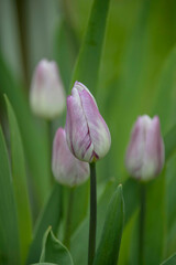 White pink tulips on a green spring meadow in the sunshine. High quality photo