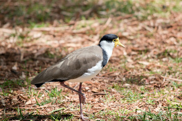 this is a side view of a masked lapwing