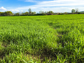 Fototapeta premium Grass field landscape in Turkey