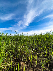 Grass field landscape in Turkey