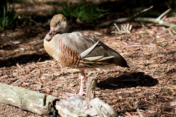 the plumed whistling duck is standing on a piece of wood