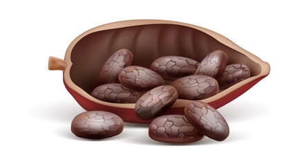 Cocoa pod with beans isolated on white transparent background. Ingredient for chocolate production. Realistic. Vector illustration